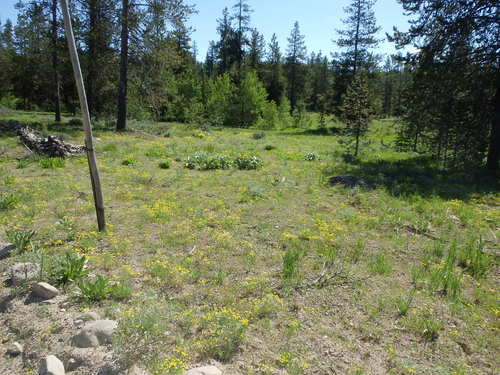 GDMBR: A field of wild Dill.